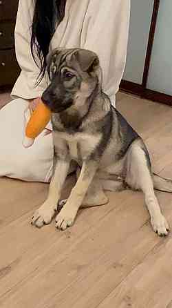 Віддаємо в добрі руки метис хаскі Нежин