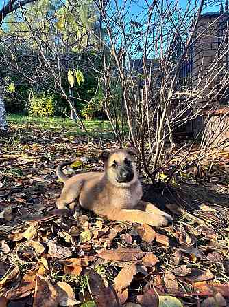 Цуценята бельгійської вівчарки (малінуа) Киев