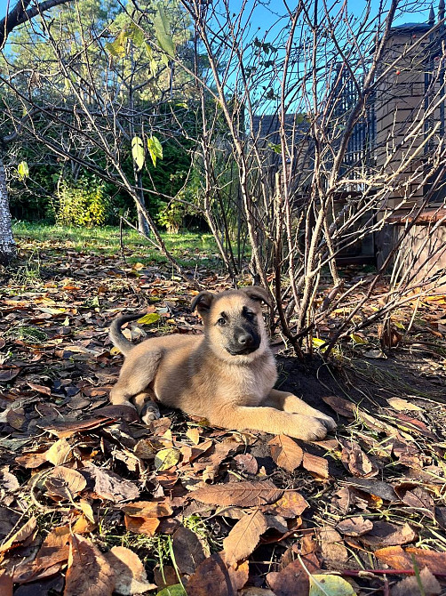 Цуценята бельгійської вівчарки (малінуа) Київ - зображення 4