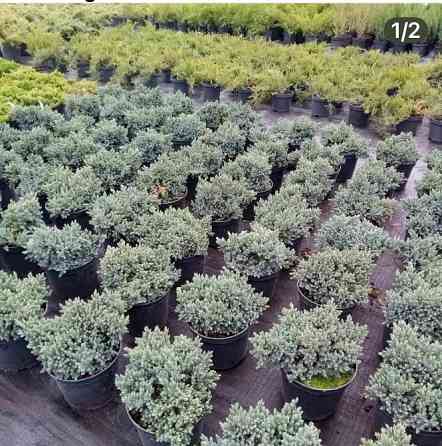 Продаж розсадника декоративних рослин Київ