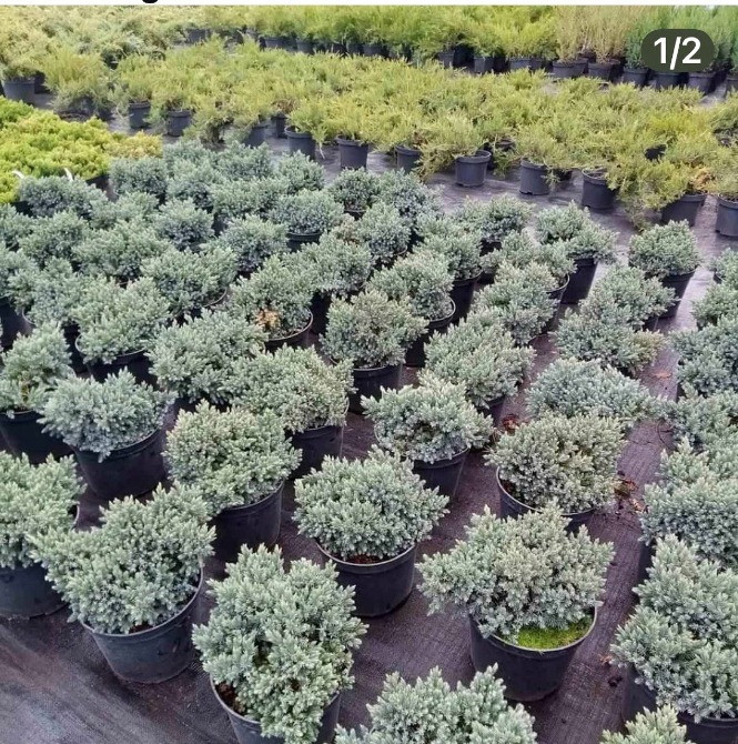 Продаж розсадника декоративних рослин Київ - зображення 2