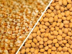 Цілий рік купую відходи кукурудзи, сою Кропивницький - зображення 1