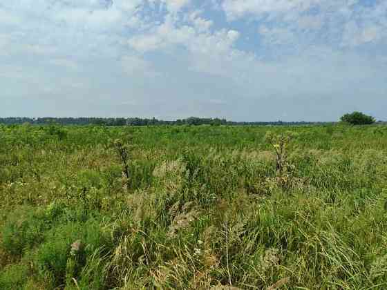 продажа земля сельскохозяйственного назначения Бородянский, Озера, 16265154 грн. 