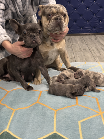 Французский бульдог Дніпро