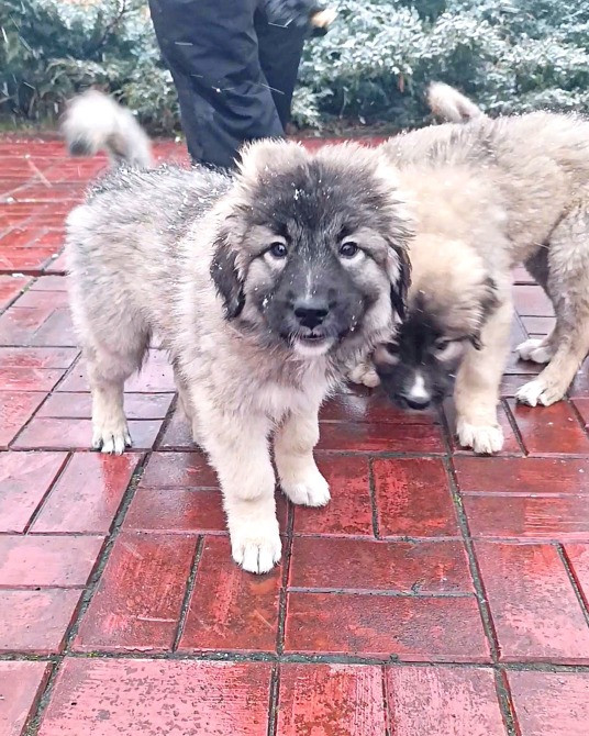 Цуценята кавказька вівчарки розплідник Star Escort великі робочі розумні Черкассы - изображение 7