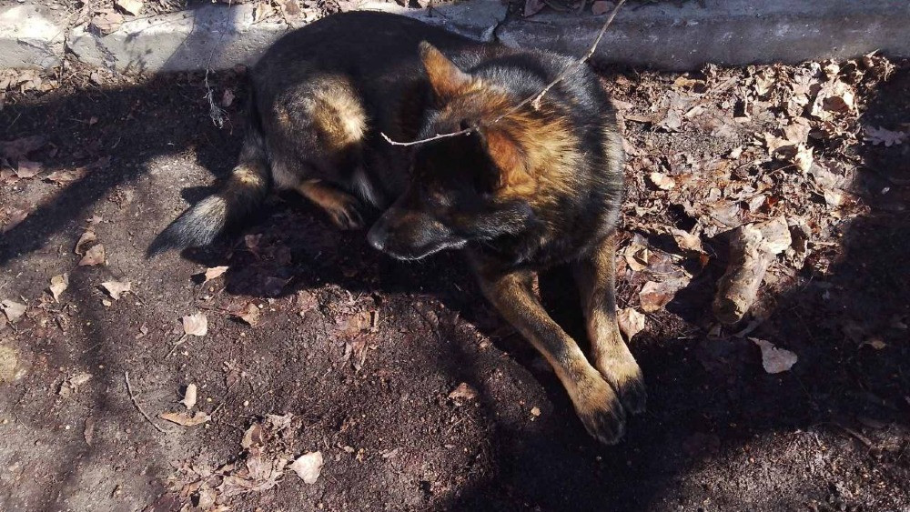 Продам дорослу німецьку вівчарку Киев - изображение 8