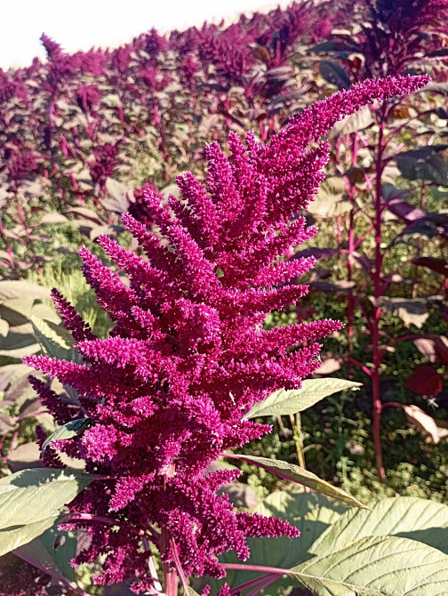 амарантовая мука Киев - изображение 1