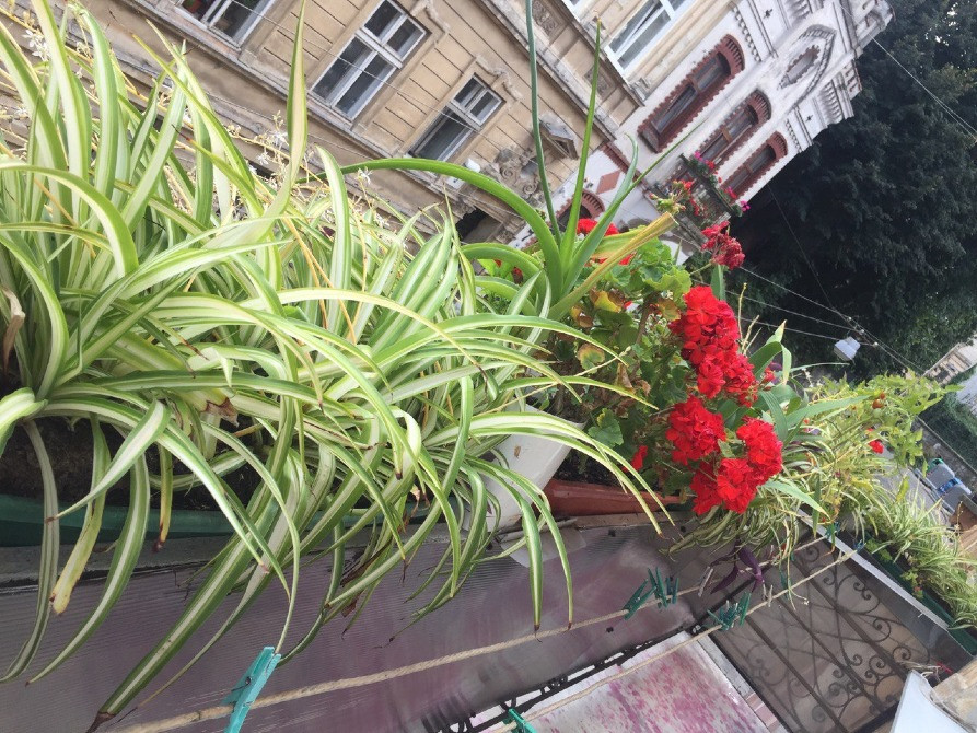 Квіти балк. Хлорофітум, пеларгонія, традесканція, та ін. Львів - зображення 1