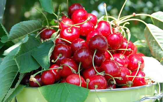 Продам саджанці вищень Сквира