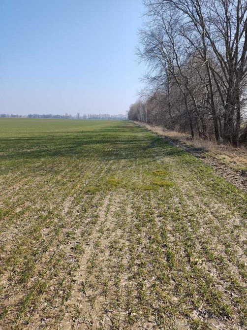 продажа земля сельскохозяйственного назначения Бориспольский, Вороньков, 256652 грн.  - зображення 1