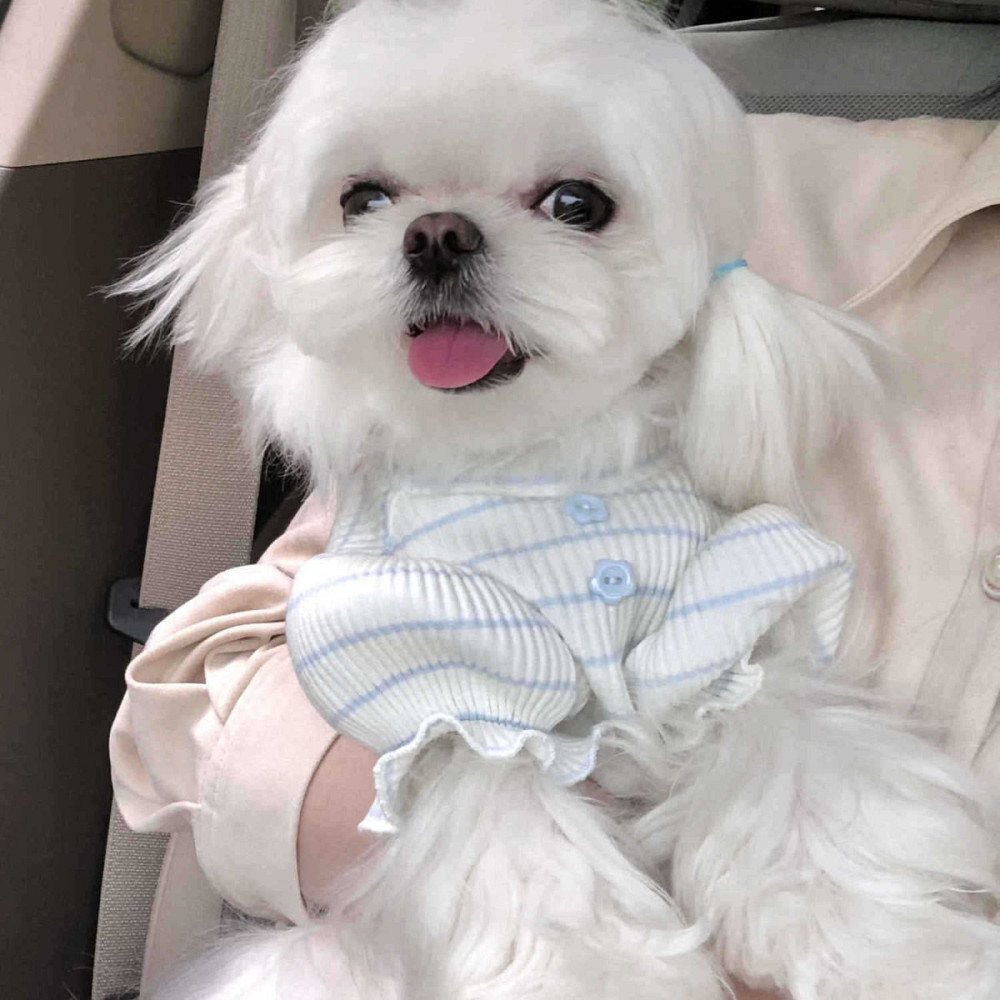 Гольф для собак 11499 M білий Киев - изображение 11