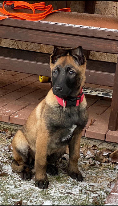 Цуценята бельгійської вівчарки (малінуа) Киев - изображение 4