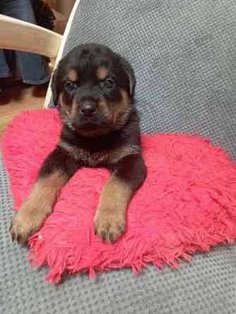 цуценята ротвейлера Київ