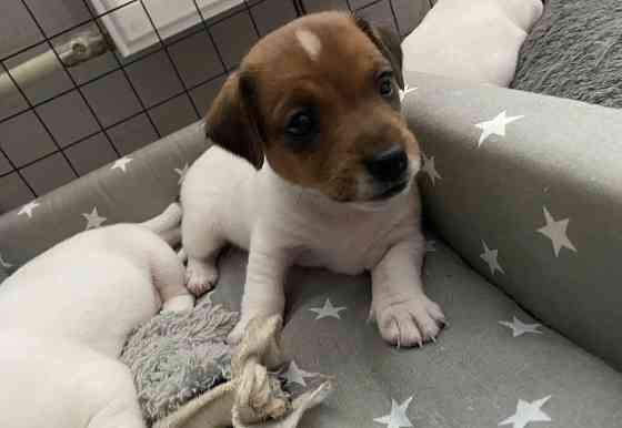 Джек Рассел тер'єр щеня Винница