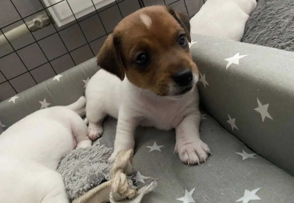 Джек Рассел тер'єр щеня Вінниця - зображення 2