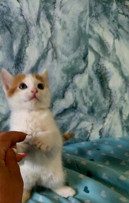 🐾 Маленькі янголятка-кошенята шукають люблячу родину 💕 Киев - изображение 4