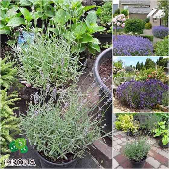 Продам саджанці лаванди Сквира