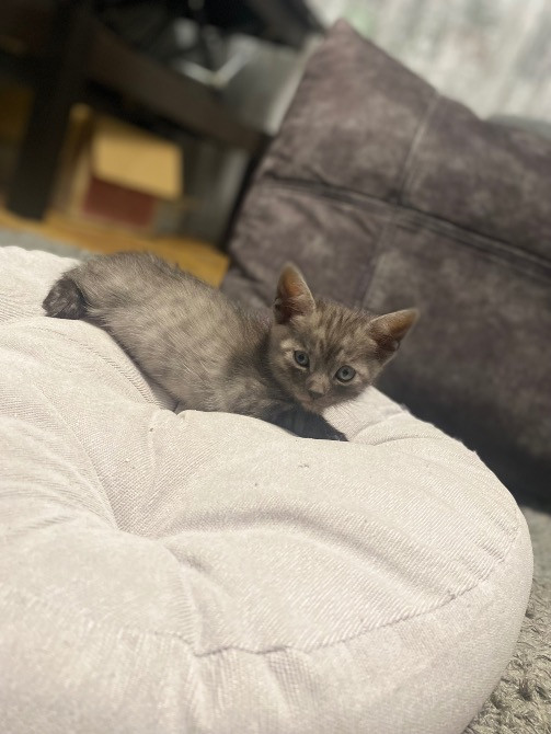 Віддам в турботливі та люблячі руки милих котиків Черкаси - зображення 3