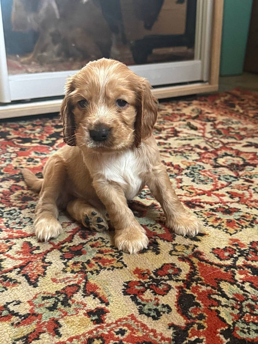 Английский кокер спаниель щенки Запоріжжя - зображення 1