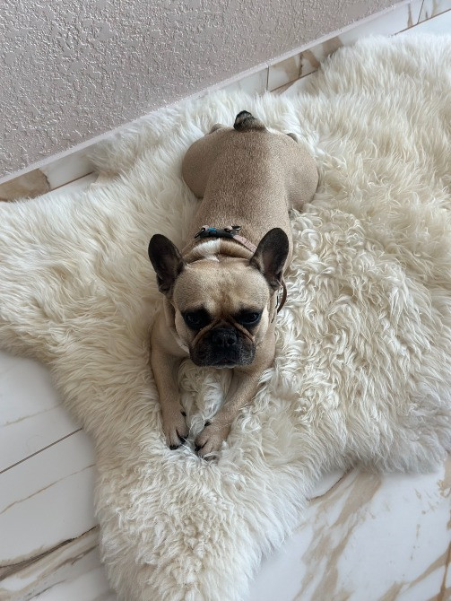 Французький бульдог Оскар Французький бульдог Оскар Французький бульдог ОскарЗображення Опис Пропон Тернополь - изображение 3