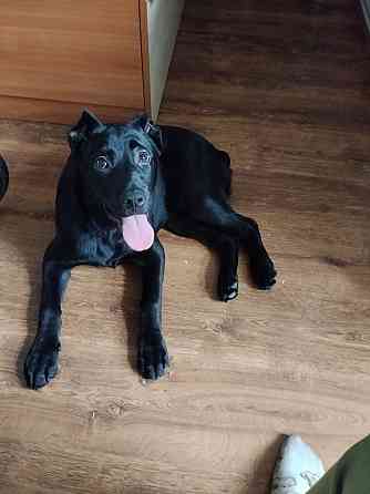 Продам собаку породи кане-корсо дівчинка 7 місяців Ужгород