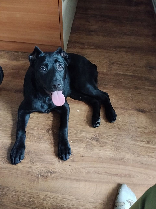 Продам собаку породи кане-корсо дівчинка 7 місяців Ужгород - зображення 3