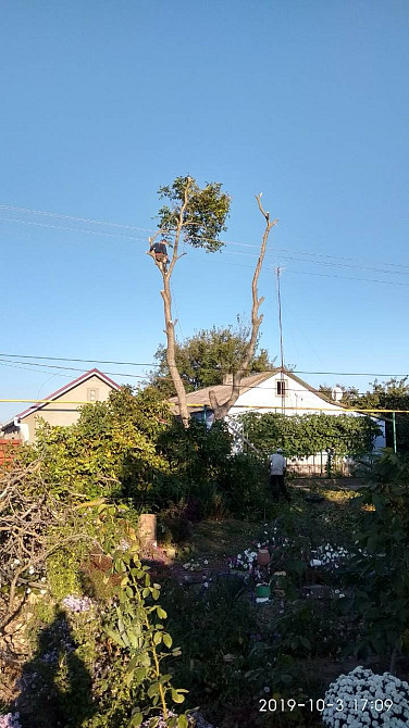 Спилим обрежем деревья, удалим поросли Харків - зображення 2