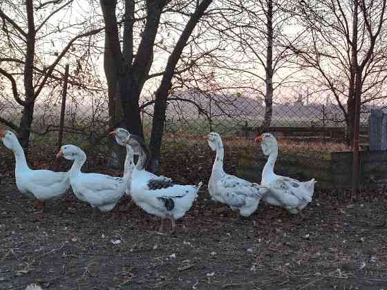 Продам молодняк гусей породи Холмогори Нововолинськ
