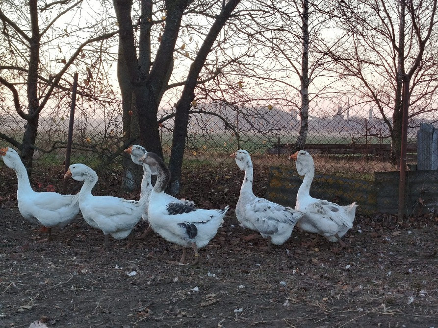 Продам молодняк гусей породи Холмогори Нововолинськ - зображення 1
