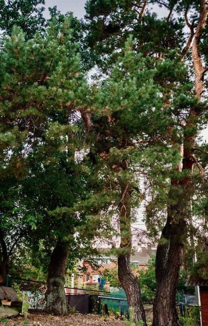 продажа участок под жилую застройку Обуховский, Плюты, 137000 $  - изображение 5