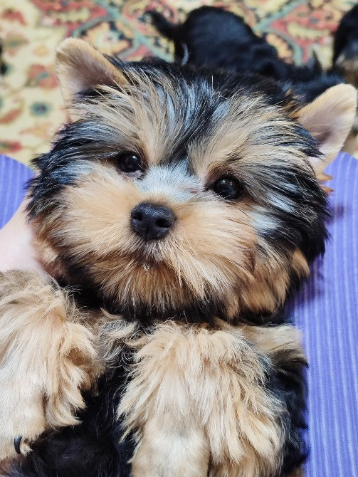 Продам цуценят йорків Павлоград - зображення 10