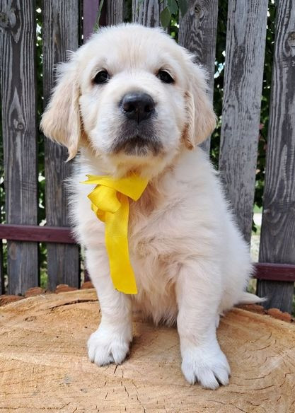 Ot Bahur цуценята золотистого ретрівера Київ - зображення 1