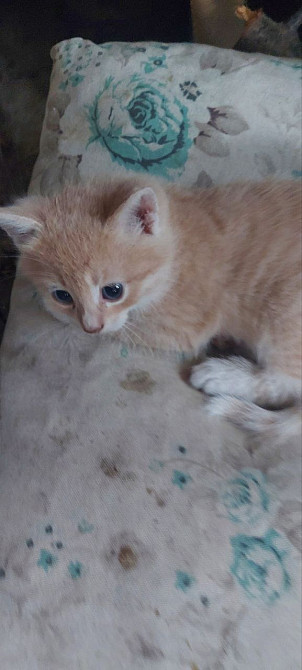 ПРОДАМ НЕДОРОГО БРИТАНЦЕВ И ПЕРСОВ Одесса - изображение 1