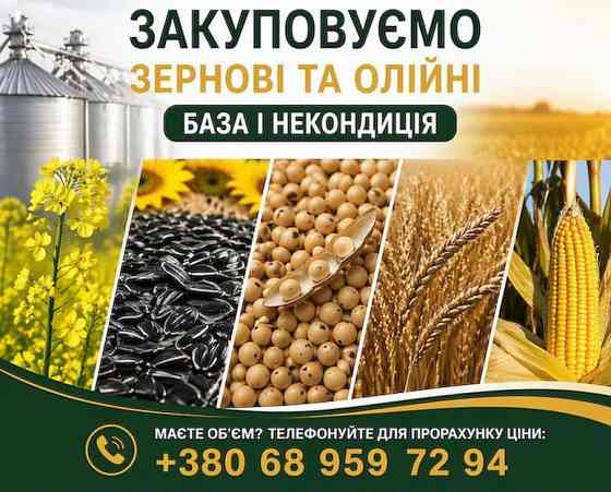 Купуємо зернові, олійні, бобові. База, некондиція Миколаїв