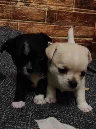 Продам дівчинку чихуахуа Ровно