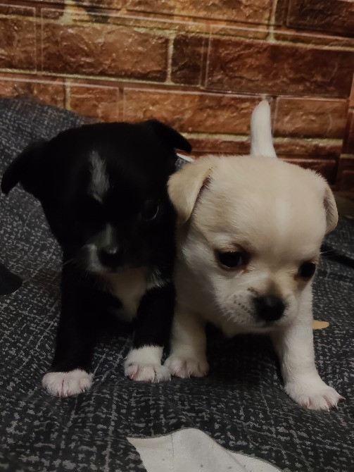 Продам дівчинку чихуахуа Ровно - изображение 4