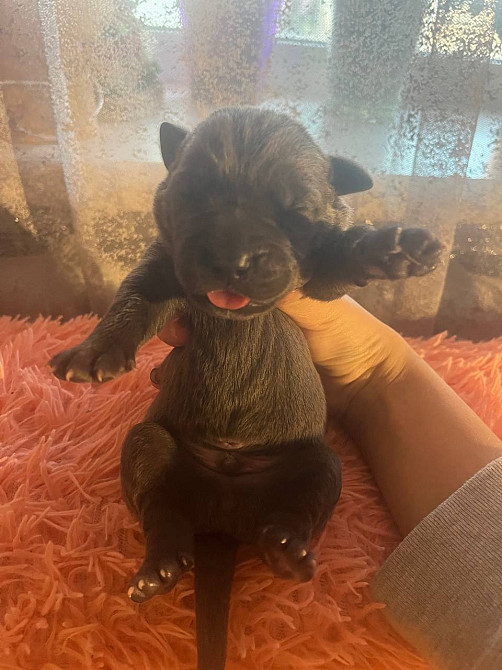 Продам щенков кане-корсо Запоріжжя - зображення 2