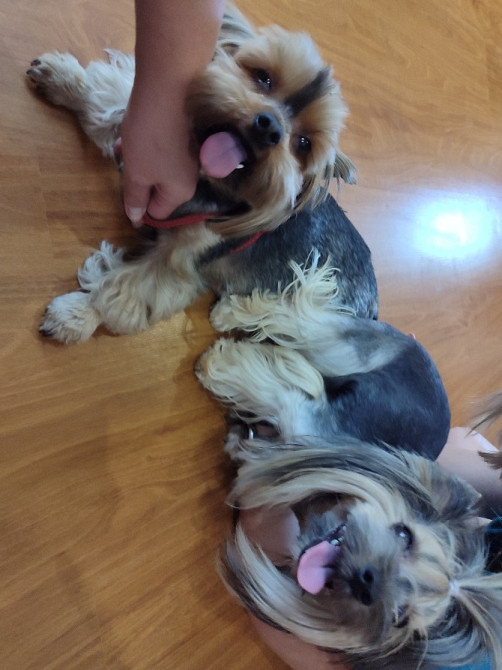 Продам цуценят йорків Павлоград - зображення 3