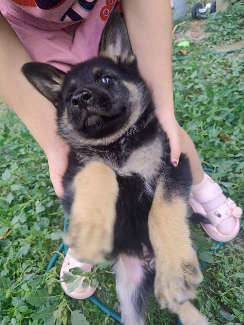 Немецкая овчарка Одесса - изображение 2