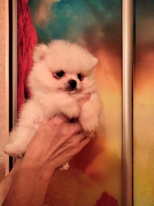 Шпиц померанский мини Кам'янець-Подільський - зображення 5