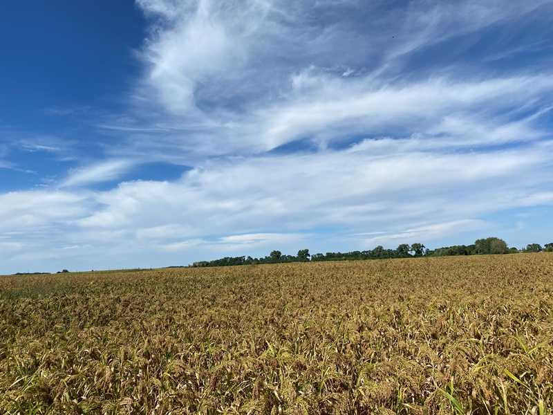 Продаж ділянки під будівництво, Грузьке, площа 6,0359 га Від власника!  - зображення 1