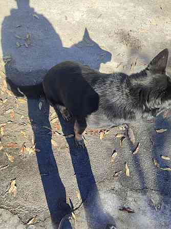 Продам дорослу німецьку вівчарку Киев