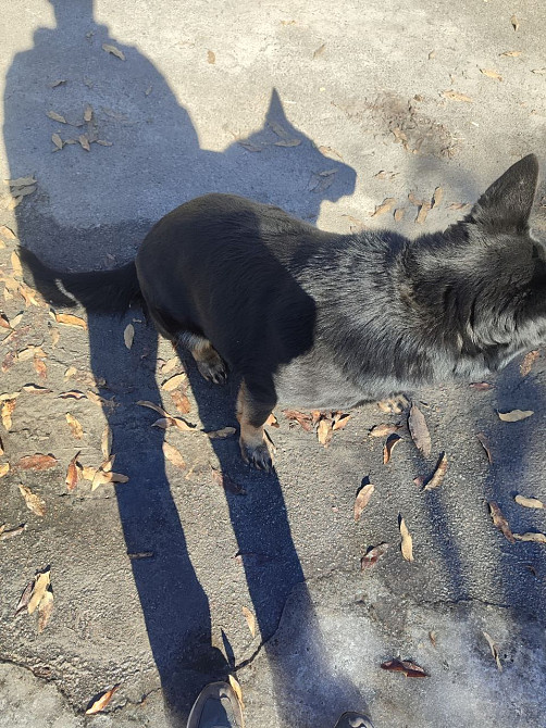 Продам дорослу німецьку вівчарку Киев - изображение 5