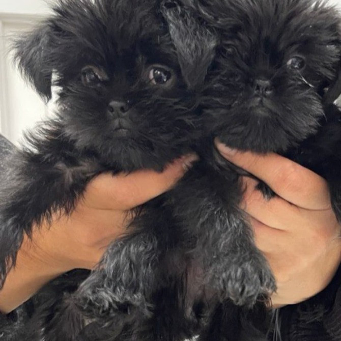 Щенки аффенпинчера - редкой породы. Affen - собака обезьянка. Днепр - изображение 3