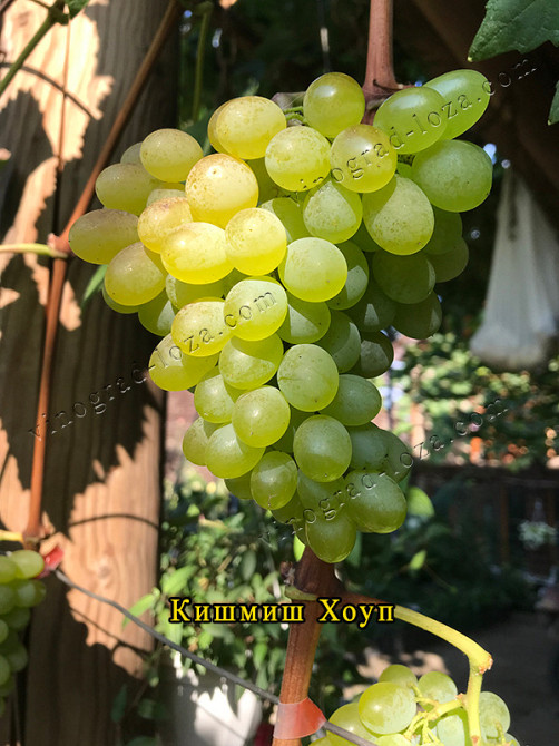 Саджанці Морозостійких сортів винограду (Харків) Харків - зображення 8