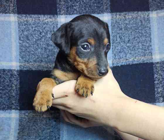 Цуценята цвергпінчера Бориспіль