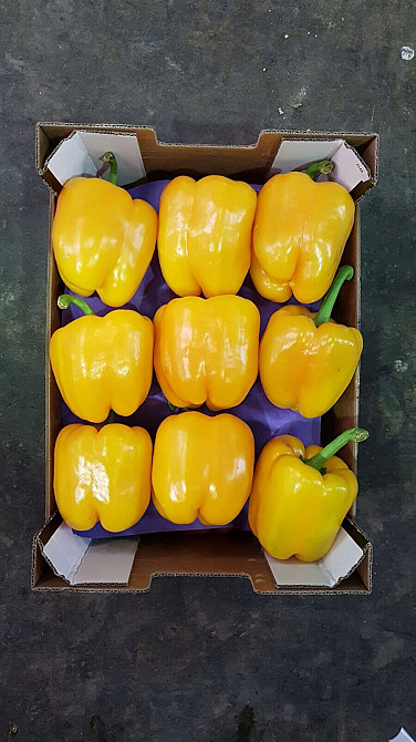 Продаем перенц Київ - зображення 6