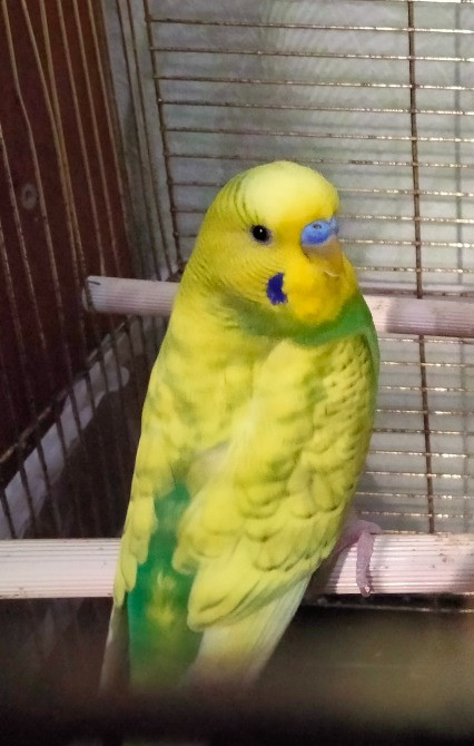 Хвилястий папуга Кривий Ріг - зображення 2