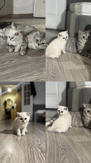 Чистокровная шотландская кошечка Одеса - зображення 3