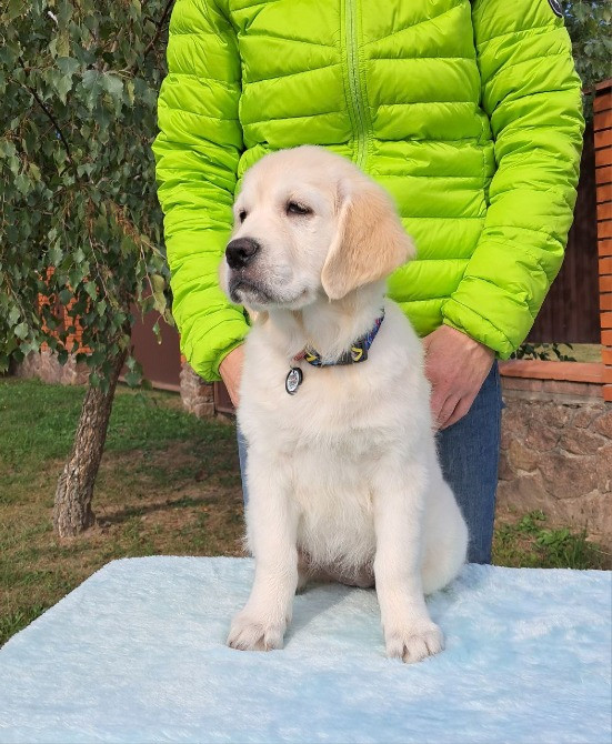 Цуценята золотистого ретрівера Ot Bahur Львів - зображення 3